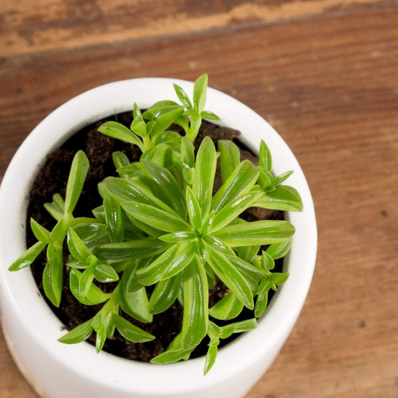 Peperomia 'Nevada Taco' - Urban Sprouts