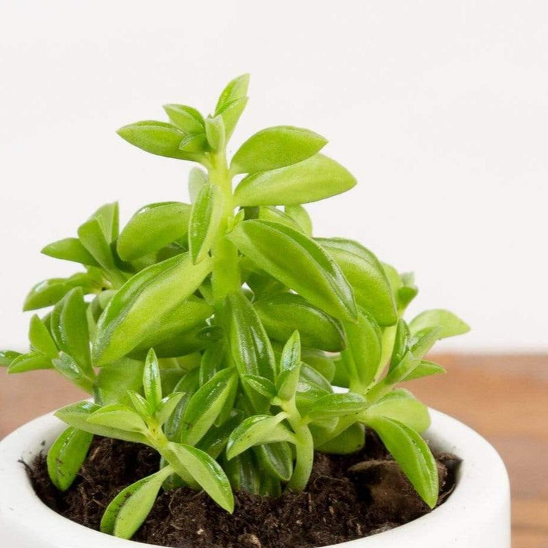 Peperomia 'Nevada Taco' - Urban Sprouts