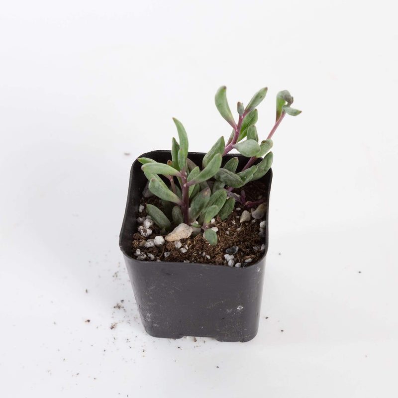 Urban Sprouts Plant 2" in nursery pot Ruby Necklace