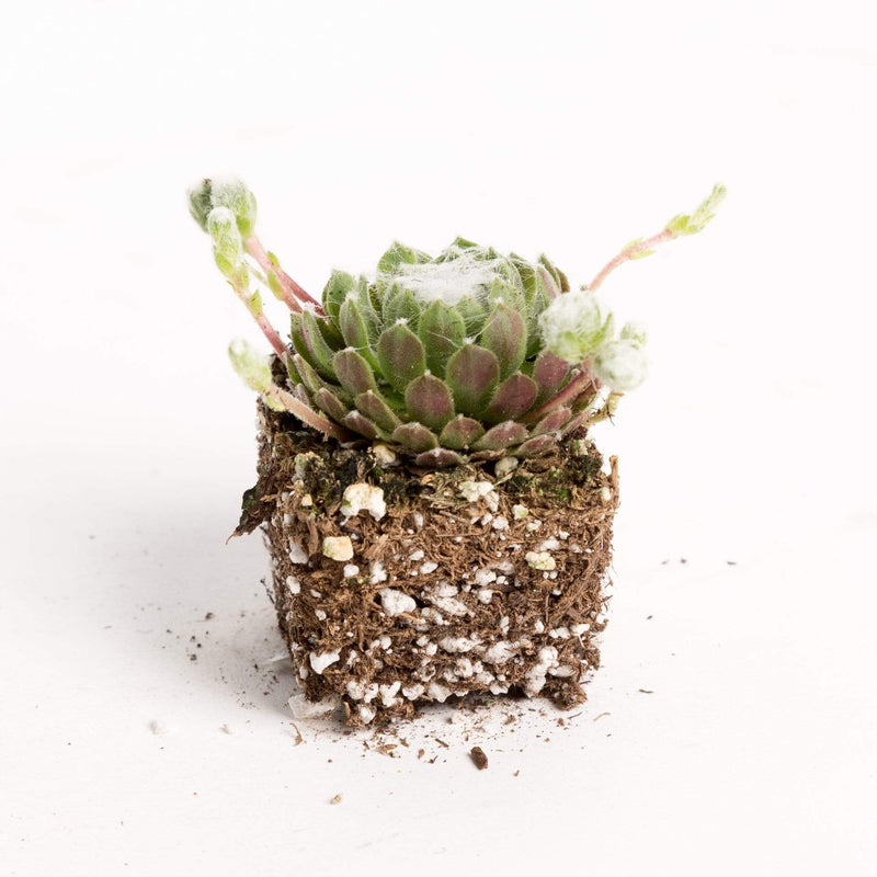 Urban Sprouts Plant 2" in nursery pot Succulent 'Hens and Chicks - Cobwebs'