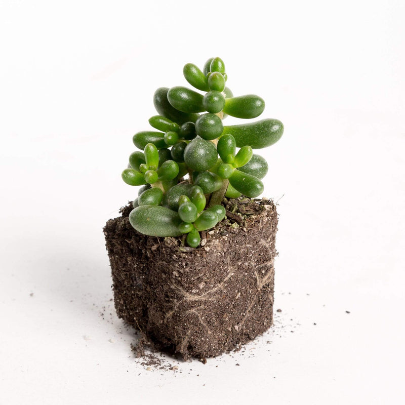 Urban Sprouts Plant 2" in nursery pot Succulent 'Jelly Bean'