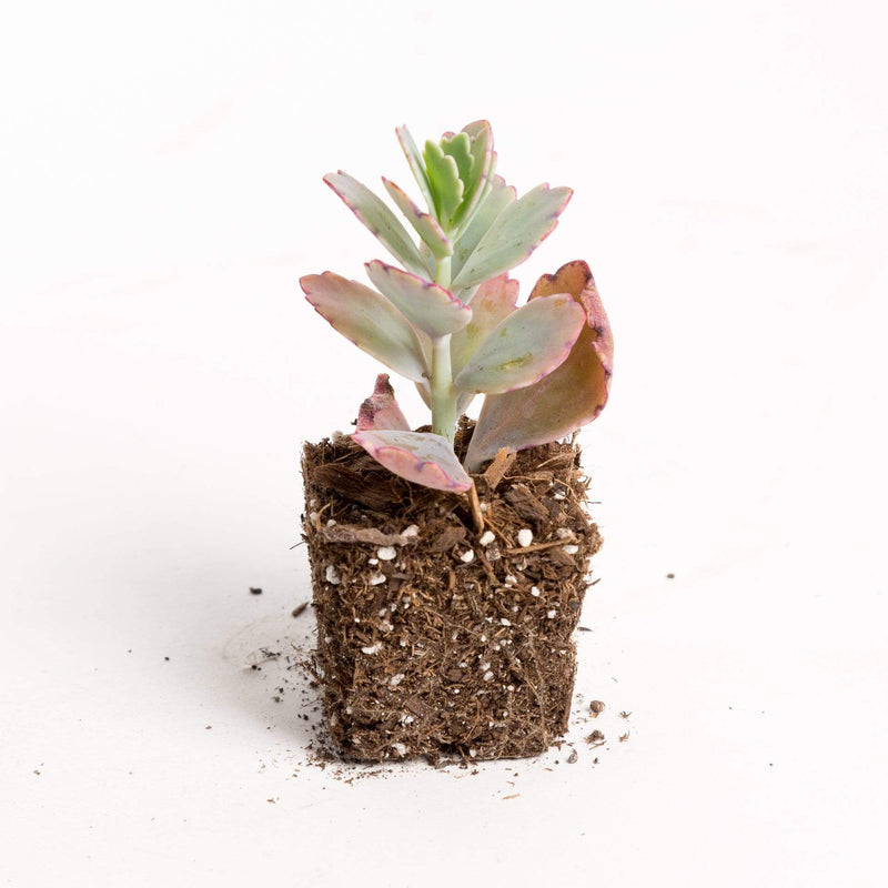Urban Sprouts Plant 2" in nursery pot Succulent 'Lavender Scallops - Variegated'