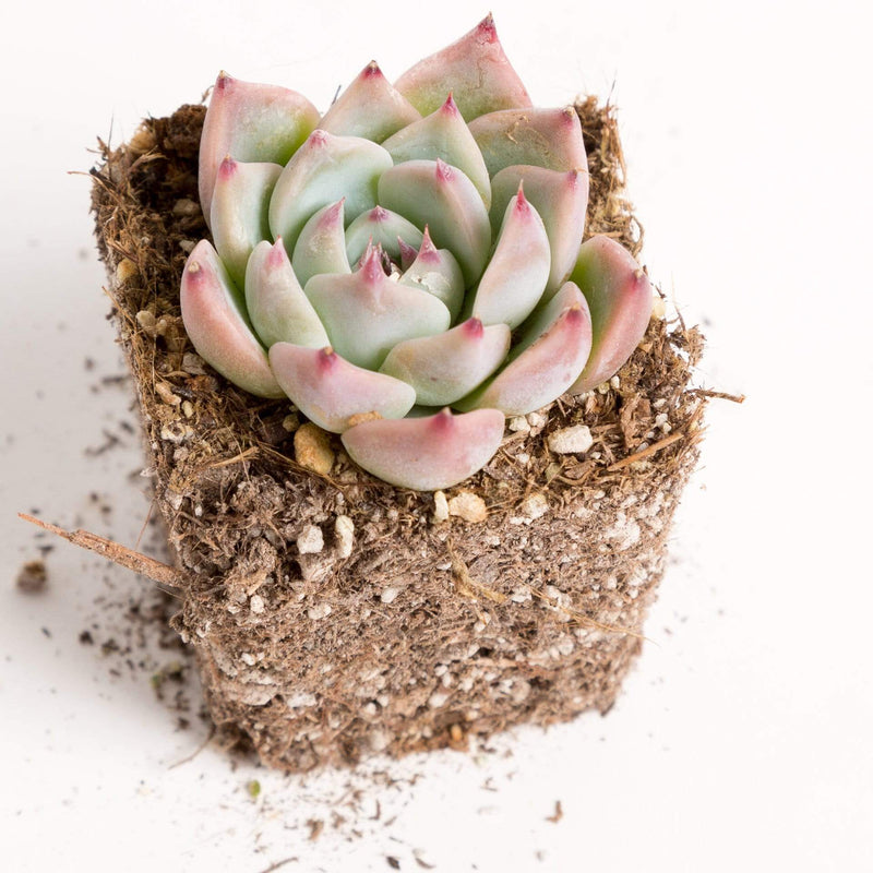 Urban Sprouts Plant 2" in nursery pot Succulent 'Parva'