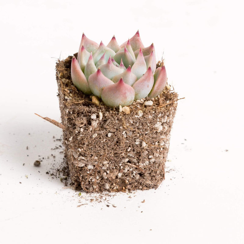 Urban Sprouts Plant 2" in nursery pot Succulent 'Parva'