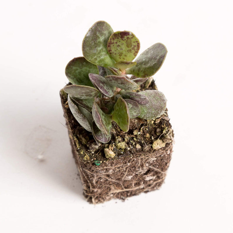 Urban Sprouts Plant 2" in nursery pot Succulent 'Plover Eggs'