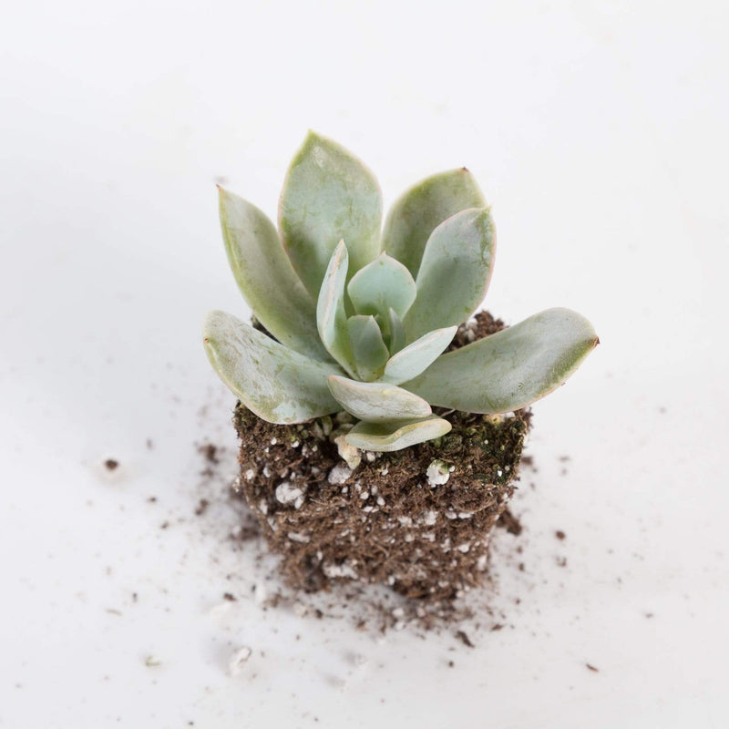 Urban Sprouts Plant 2" in nursery pot Succulent 'Powder Puff'