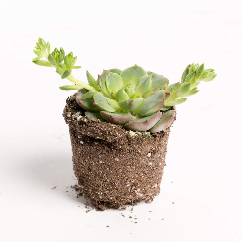 Urban Sprouts Plant 2" in nursery pot Succulent 'Ramillete'