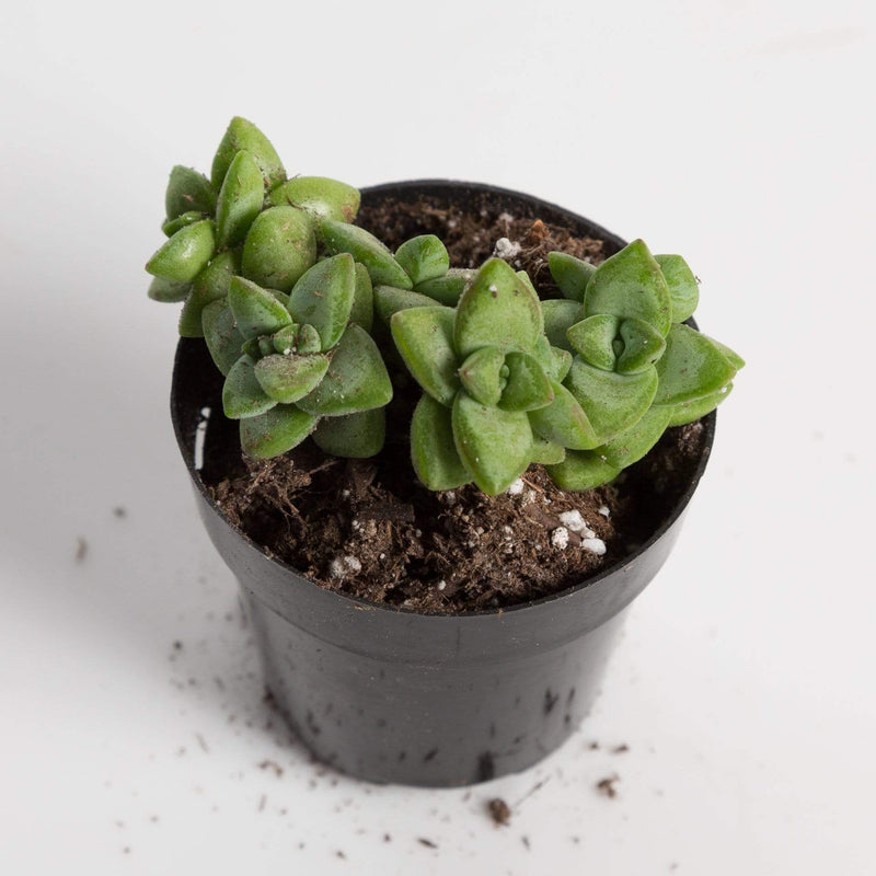Urban Sprouts Plant 2" in nursery pot Succulent 'Rosary Vine’