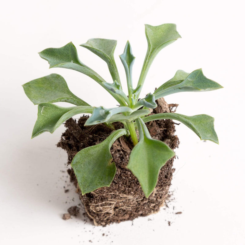 Urban Sprouts Plant 2" in nursery pot Succulent 'Spear Head'