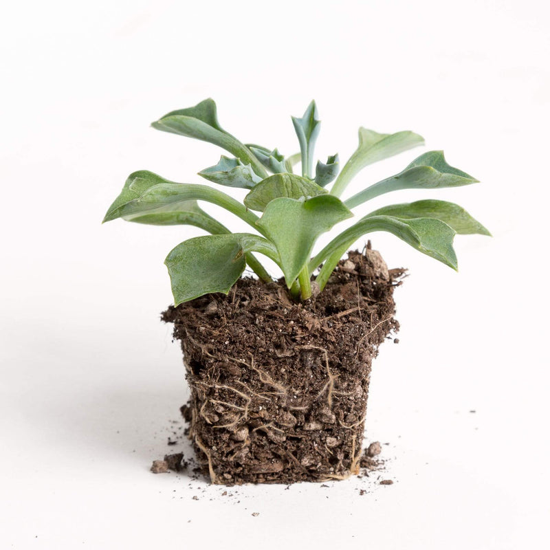 Urban Sprouts Plant 2" in nursery pot Succulent 'Spear Head'