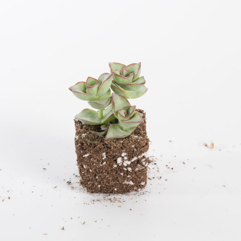 Urban Sprouts Plant 2" in nursery pot Succulent 'String of Buttons’