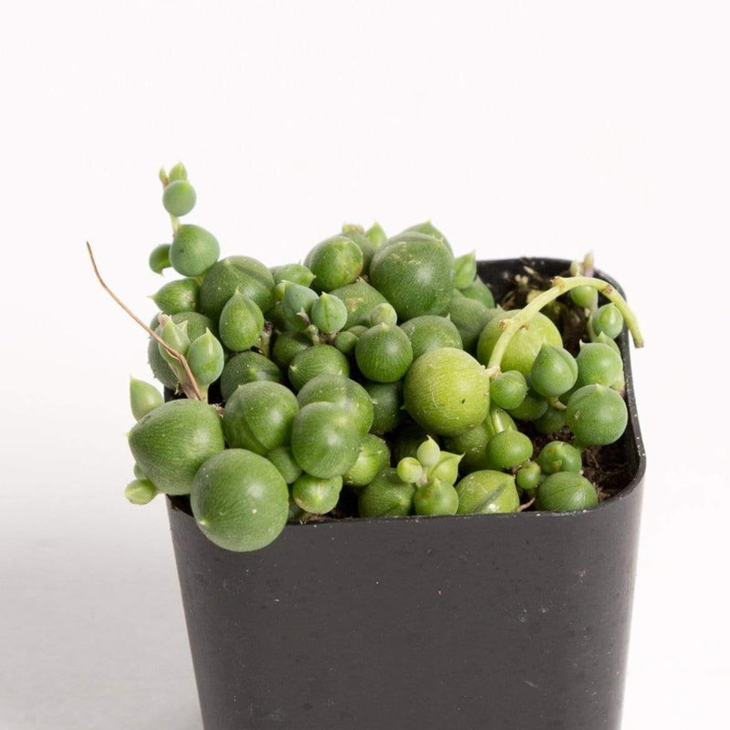 Urban Sprouts Plant 2" in nursery pot Succulent 'String Of Pearls'