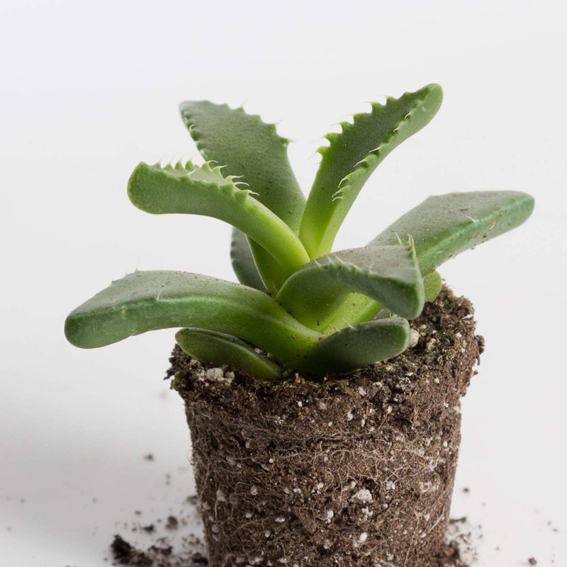 Urban Sprouts Plant 2" in nursery pot Succulent 'Tiger Jaws'