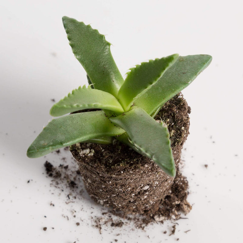 Urban Sprouts Plant 2" in nursery pot Succulent 'Tiger Jaws'