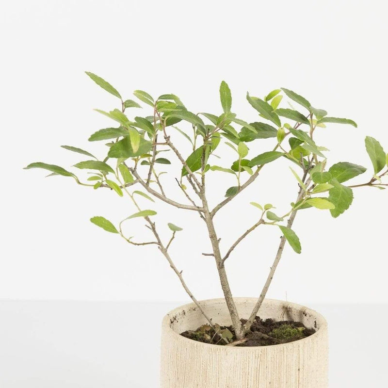 Bonsai 'Yaupon Holly' - Urban Sprouts