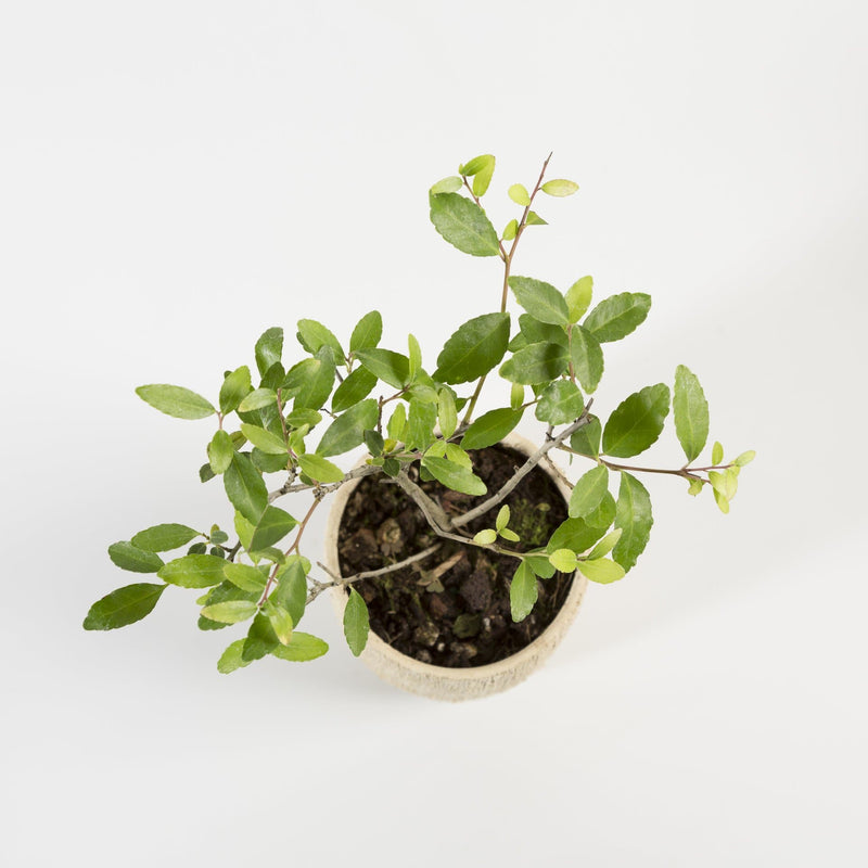 Bonsai 'Yaupon Holly' - Urban Sprouts