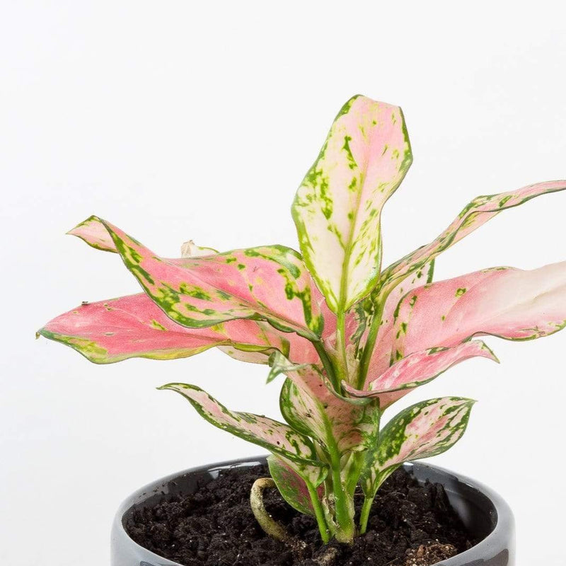 Chinese Evergreen 'Lucky Red' - Urban Sprouts