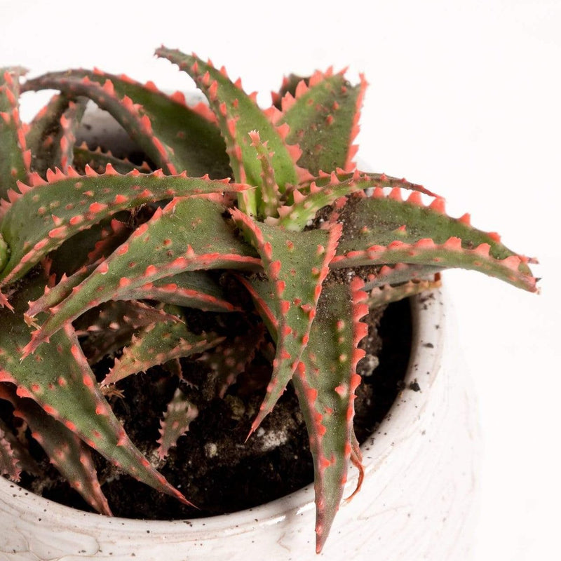 Urban Sprouts Plant 4" in nursery pot Aloe 'Christmas Sleigh'