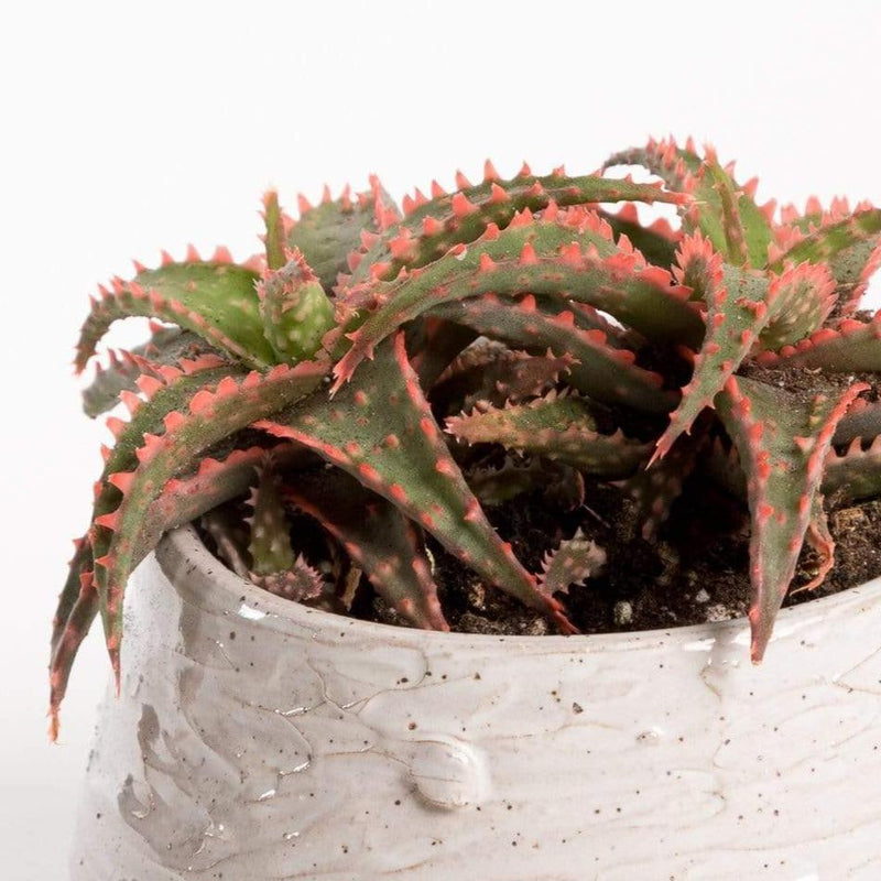 Urban Sprouts Plant 4" in nursery pot Aloe 'Christmas Sleigh'
