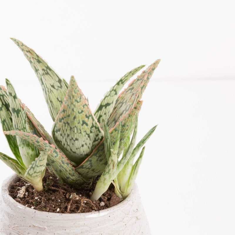 Urban Sprouts Plant 4" in nursery pot Aloe 'Pink Blush'