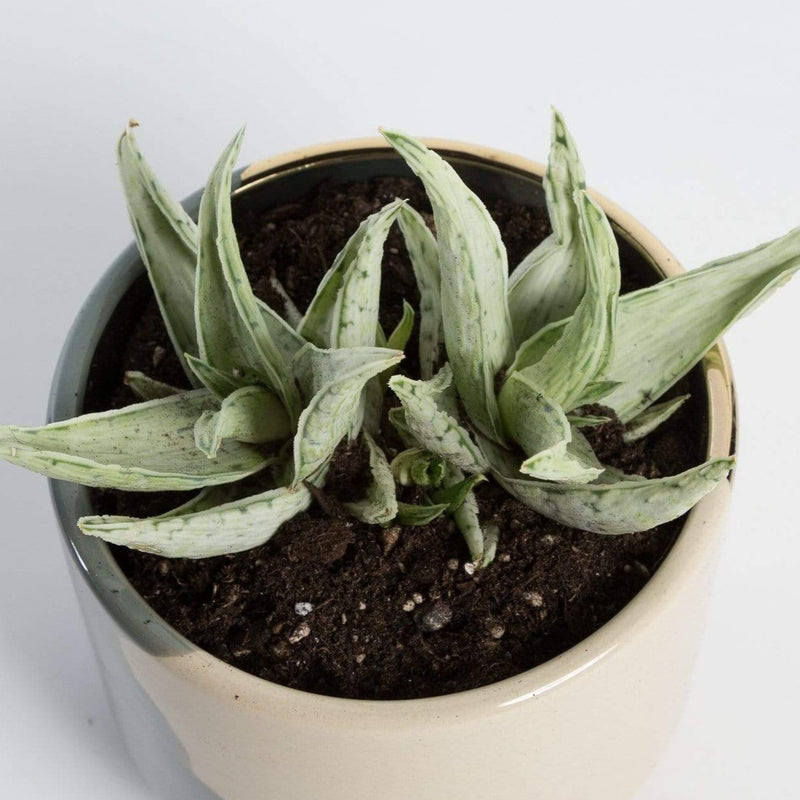 Urban Sprouts Plant 4" in nursery pot Aloe 'Snow Drift'