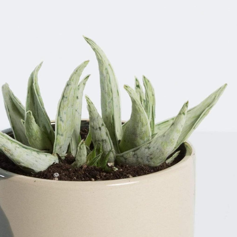 Urban Sprouts Plant 4" in nursery pot Aloe 'Snow Drift'