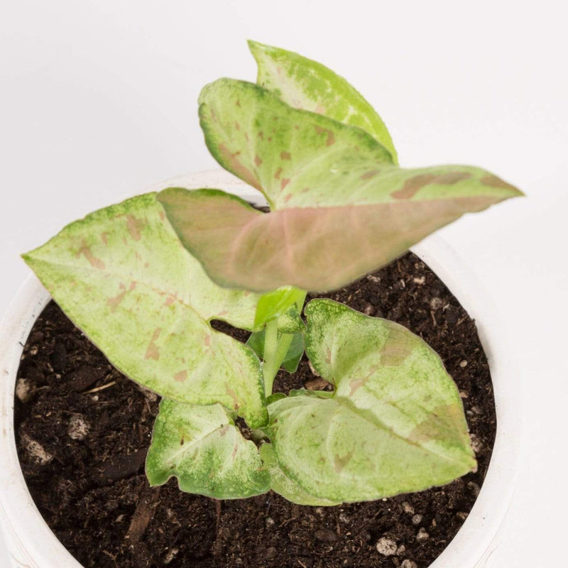 Urban Sprouts Plant 4" in nursery pot Arrowhead Vine 'Confetti'
