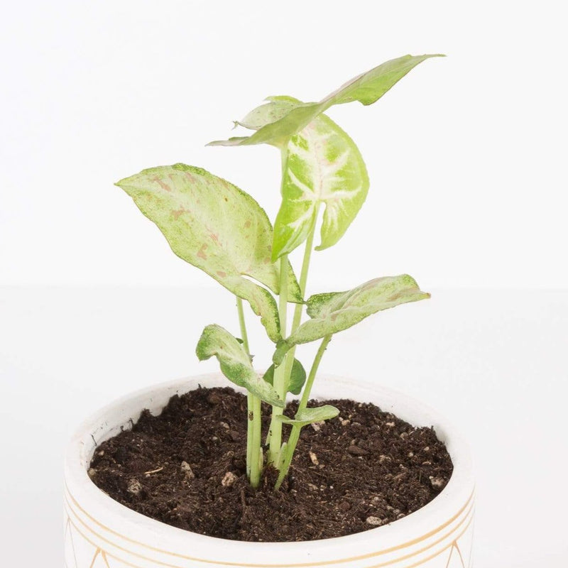 Urban Sprouts Plant 4" in nursery pot Arrowhead Vine 'Confetti'