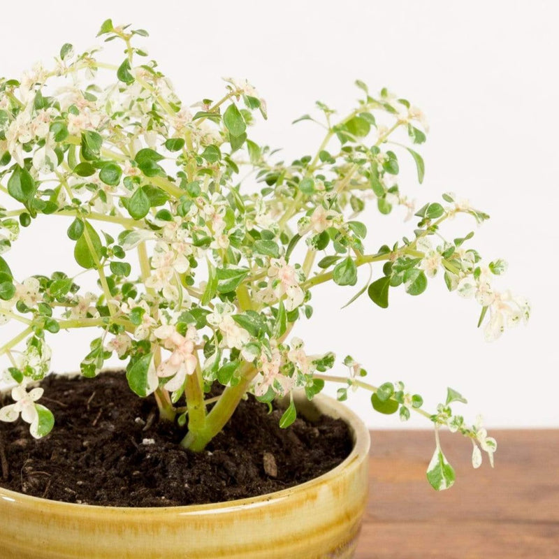 Pilea 'Artillery Plant - Variegated' - Urban Sprouts