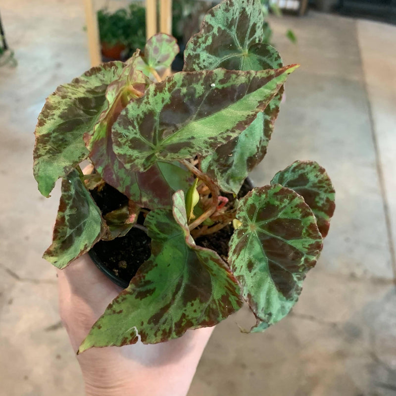 Begonia 'Burkilii' - Urban Sprouts