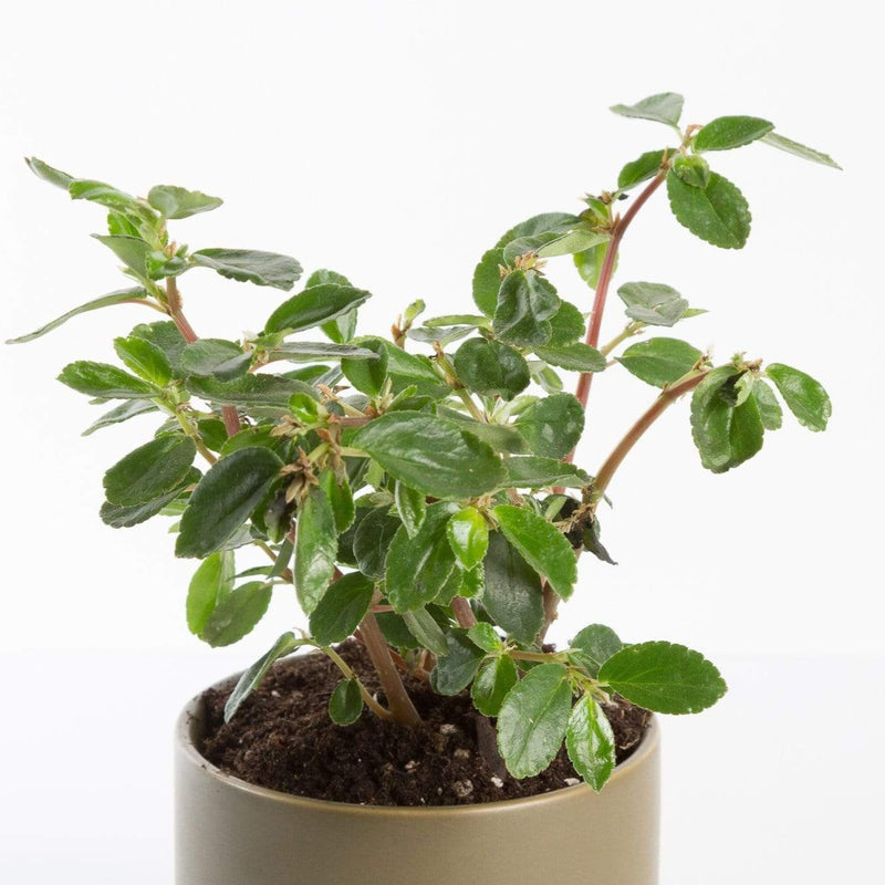 Urban Sprouts Plant 4" in nursery pot Begonia 'Fuchsia'