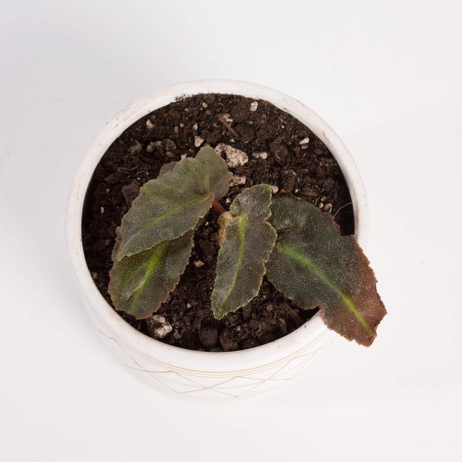 Urban Sprouts Plant 4" in nursery pot Begonia 'Listada - Stripe'