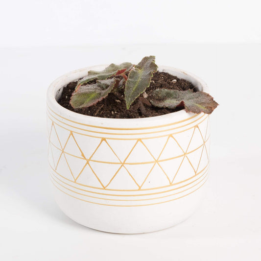 Urban Sprouts Plant 4" in nursery pot Begonia 'Listada - Stripe'