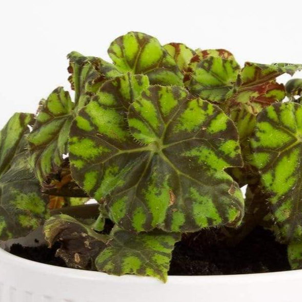 Begonia 'Little Darling' - Urban Sprouts