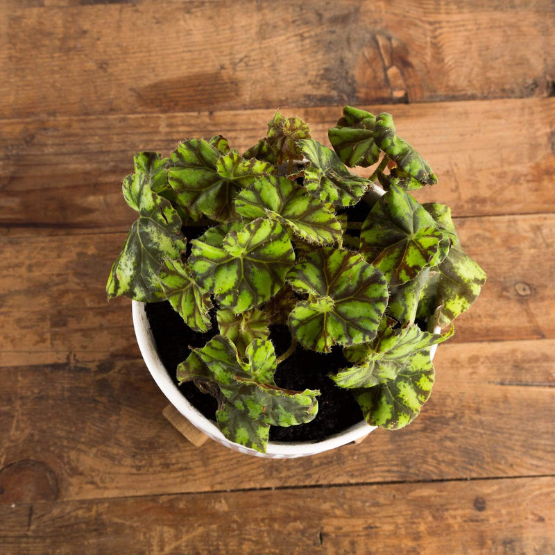 Begonia 'Little Darling' - Urban Sprouts