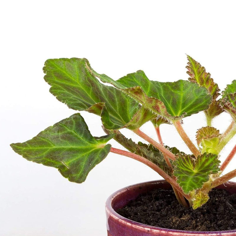 Begonia 'Miss Malibu' - Urban Sprouts