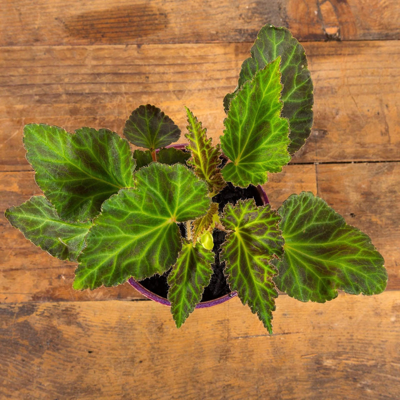 Begonia 'Miss Malibu' - Urban Sprouts