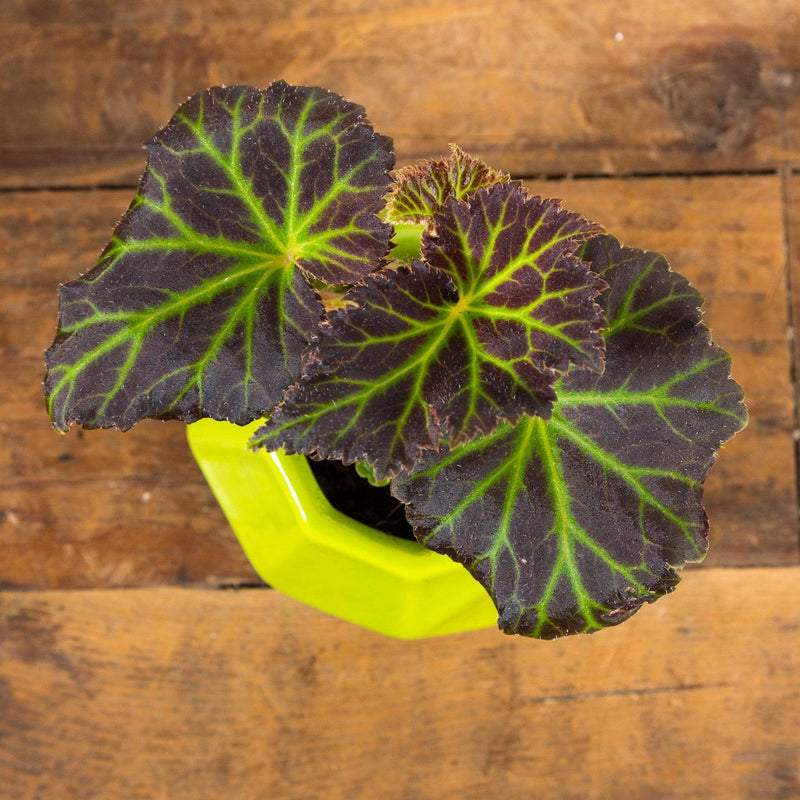 Begonia 'Moca Bright Orange' - Urban Sprouts