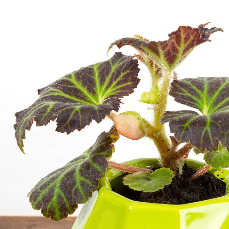 Begonia 'Moca Bright Orange' - Urban Sprouts
