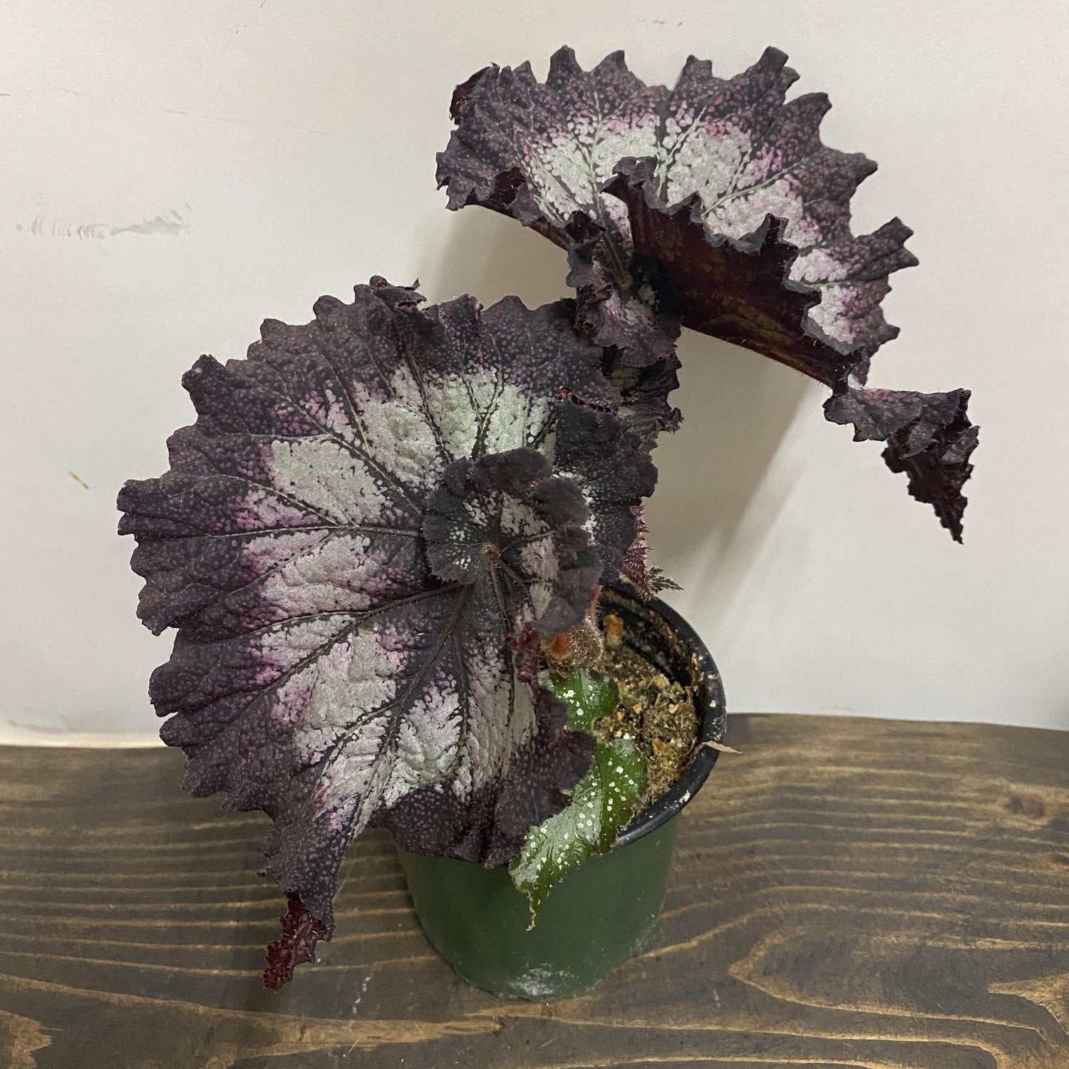 Begonia 'Purple Curl' - Urban Sprouts
