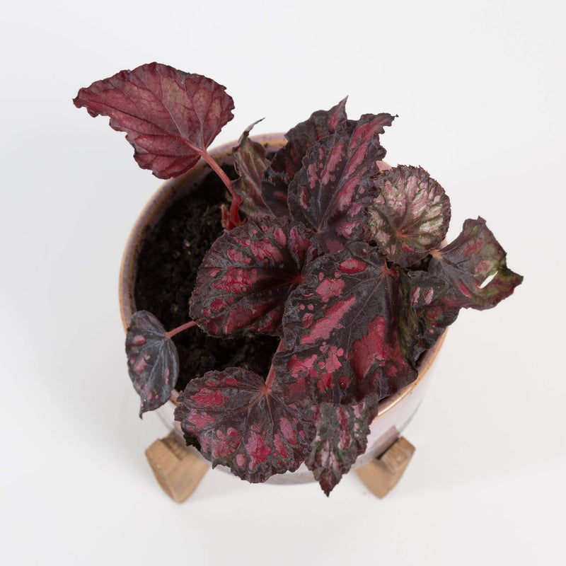 Urban Sprouts Plant 4" in nursery pot Begonia Rex 'Red Kiss'