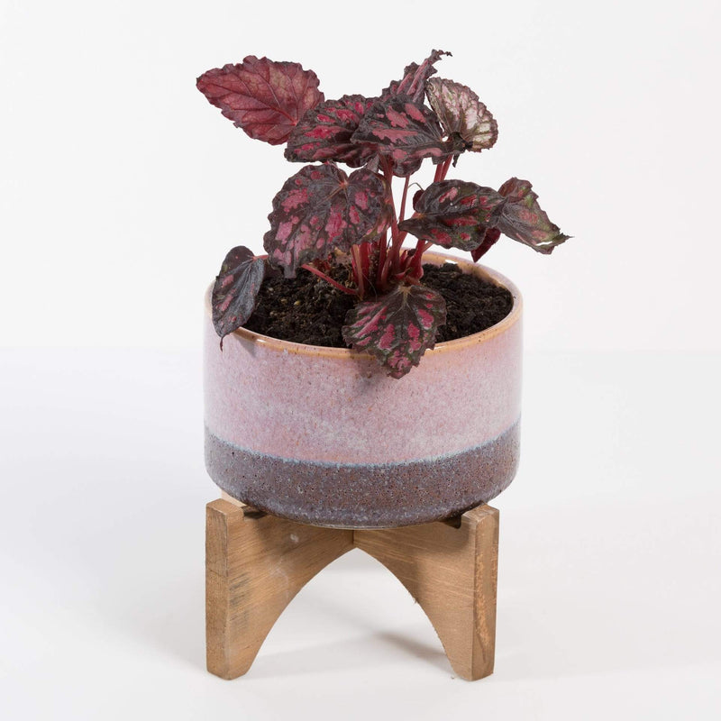 Urban Sprouts Plant 4" in nursery pot Begonia Rex 'Red Kiss'