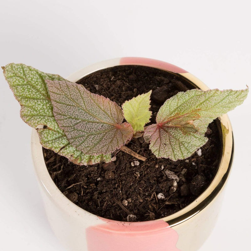 Urban Sprouts Plant 4" in nursery pot Begonia 'Sinbad Pink - Angel Wing'