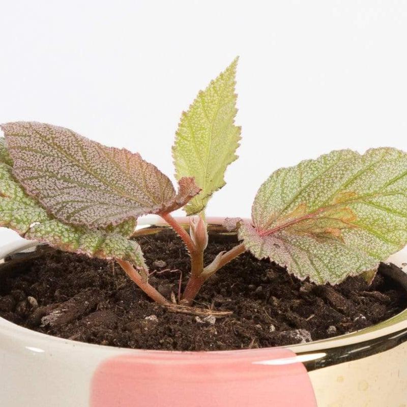Urban Sprouts Plant 4" in nursery pot Begonia 'Sinbad Pink - Angel Wing'