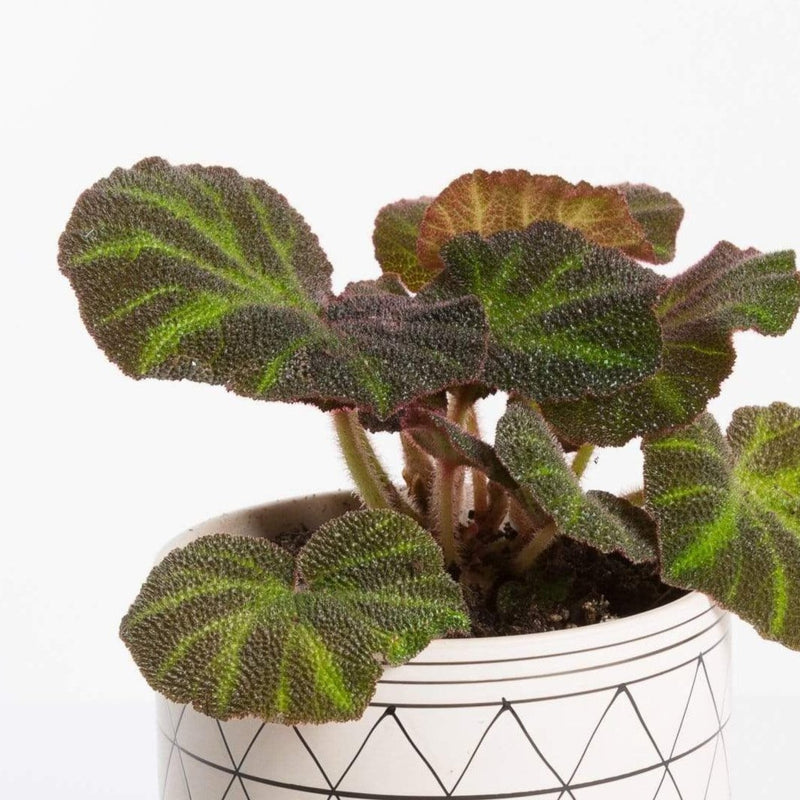 Urban Sprouts Plant 4" in nursery pot Begonia 'Soli-Mutata'