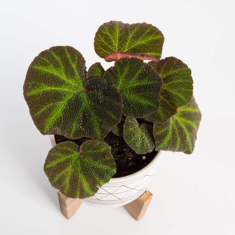 Urban Sprouts Plant 4" in nursery pot Begonia 'Soli-Mutata'