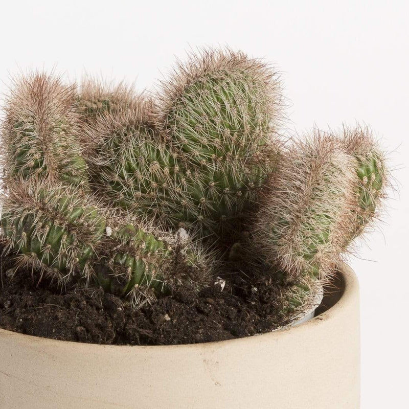 Cactus 'Hollianus - Cristata' - Urban Sprouts