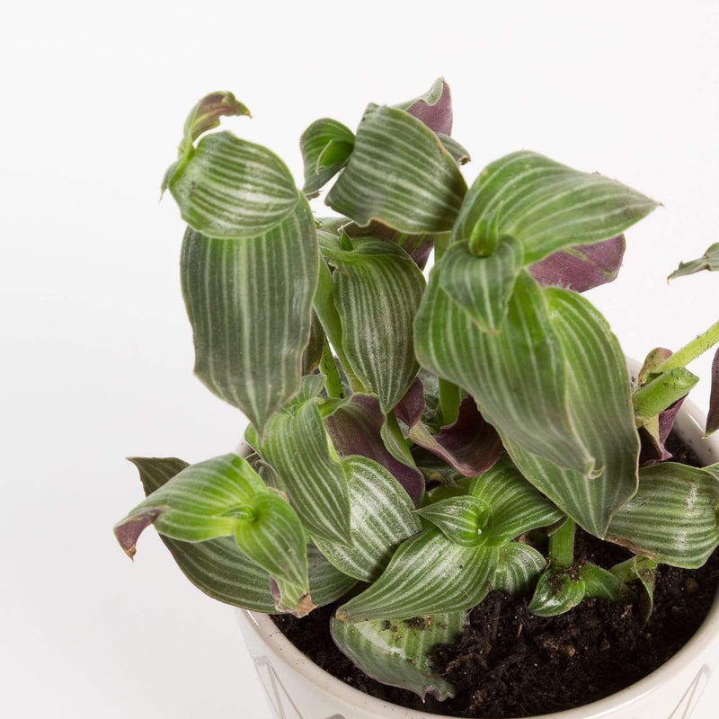 Urban Sprouts Plant 4" in nursery pot Callisia 'Striped Inch Plant'