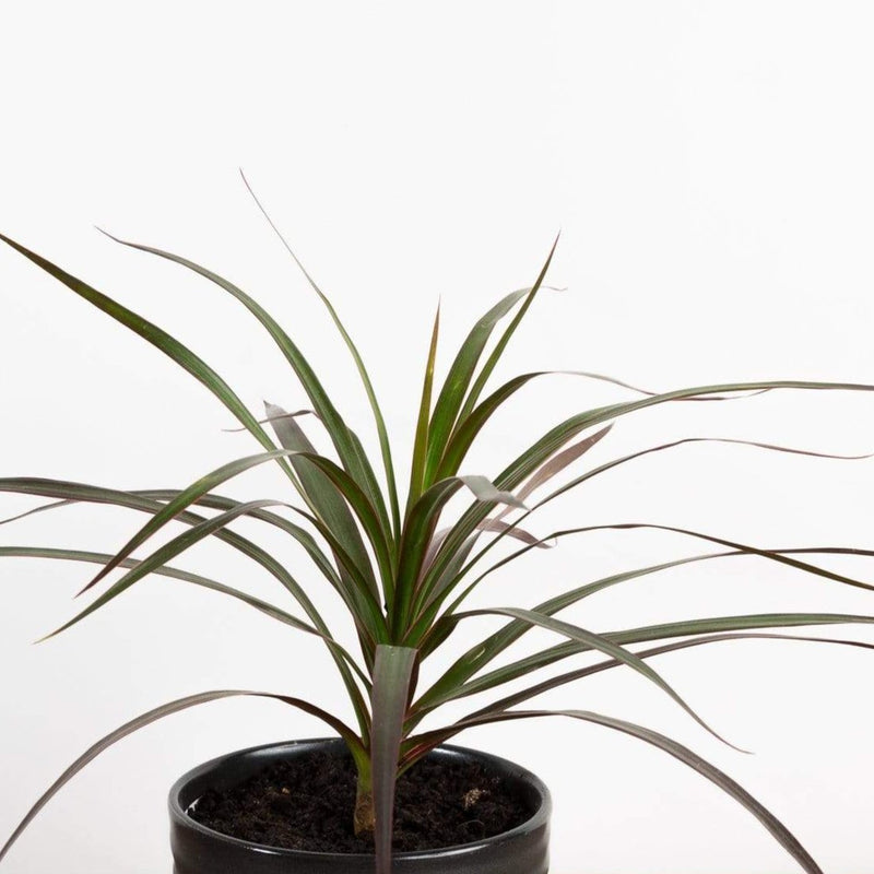 Dragon Tree 'Madagascar' - Urban Sprouts