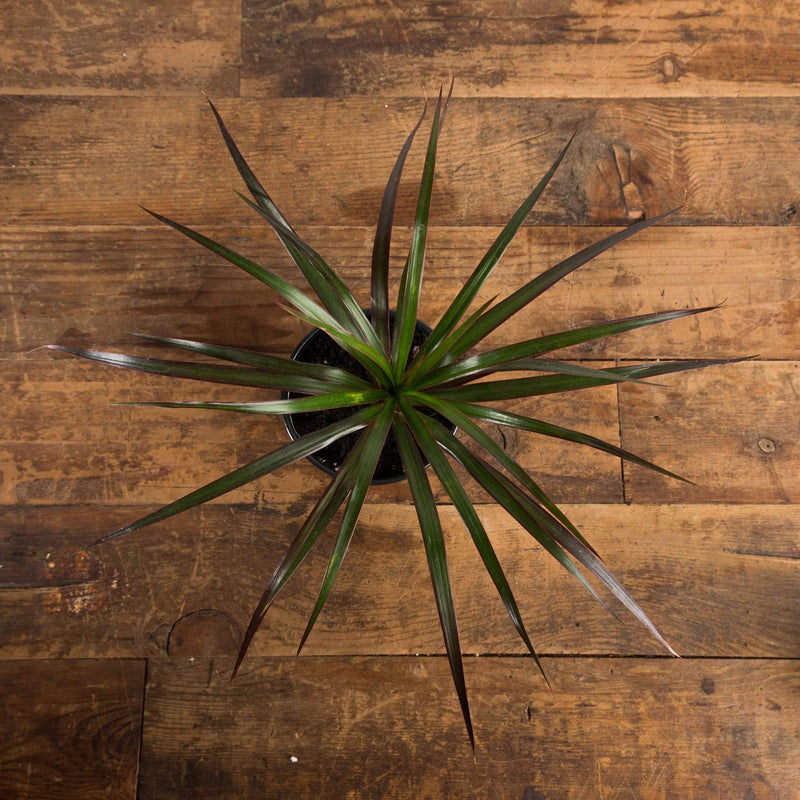 Dragon Tree 'Madagascar' - Urban Sprouts